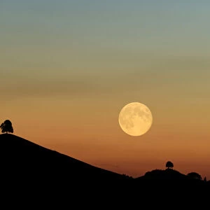 Double exposure, full moon before sunset with trees on moraine hill, Hirzel, Canton of Zurich, Switzerland