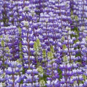 Douglas lupine field (Lupinus nanus) Douglas lupine field (Lupinus nanus)
