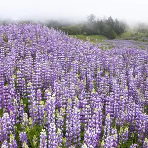 Douglas Lupine Print, California Landscape Douglas Lupine Print, California Landscape