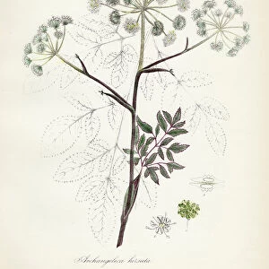 Downy Angelica botanical engraving 1843