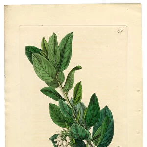 Downy Bearberry, Bearberry, Arctostaphylos tomentosa Victorian Botanical Illustration, 1835