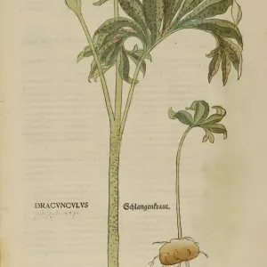 Hand-coloured woodcut print of Dracunculus Vulgaris, 16th century Hand-coloured woodcut print of Dracunculus Vulgaris, 16th century