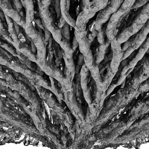Dragon Blood Tree Print - Socotra Island Yemen Dragon Blood Tree Print - Socotra Island Yemen