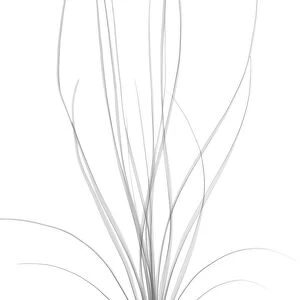Dragon tree house plant (Dracaena draco), X-ray