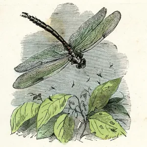 Dragonfly Victorian Engraving Print, 1875 Dragonfly Victorian Engraving Print, 1875