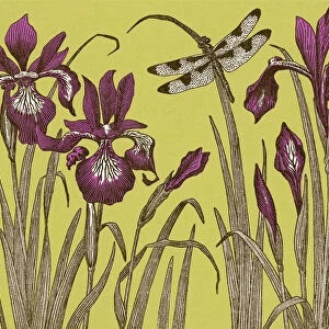 Dragonfly and Iris Flowers