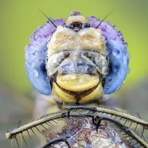 Dragonfly on plant Dragonfly on plant