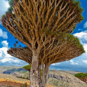 Dragons Blood Print on Dixam Plateau Socotra Island Dragons Blood Print on Dixam Plateau Socotra Island