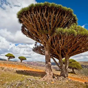 Dragons Blood Tree Print on Dixam Plateau Dragons Blood Tree Print on Dixam Plateau