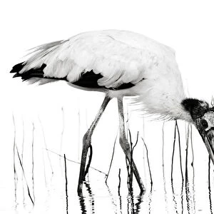 Dramatic Black and White Wood Stork and Reeds
