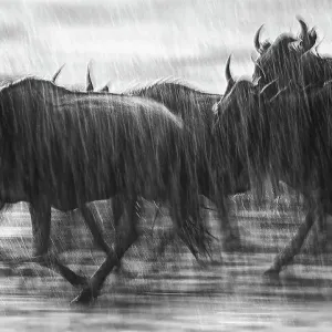 Dramatic Motion Blur of Wildebeest Running in the Rain in the Mara Triangle, Kenya