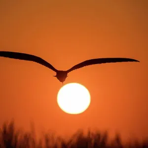 Dramatic silhouette of Black Skimmer at sunset