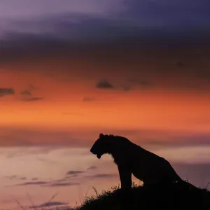 Dramatic Silhouette of a Lion Against Sunset Sky in Maasai Mara, Kenya