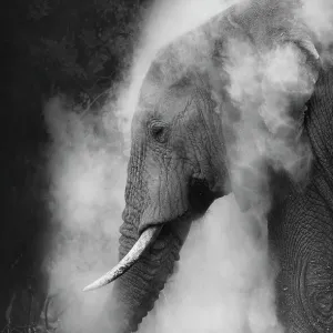 Dramatic vertical of Elephant dusting in black and white at Amboseli, Kenya