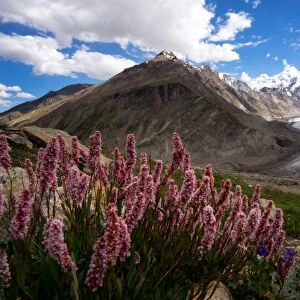 Dran Drung Glacier with the flowers in summer season