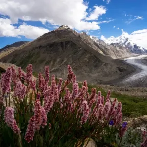 Dran Drung Glacier with the flowers in summer season Dran Drung Glacier with the flowers in summer season