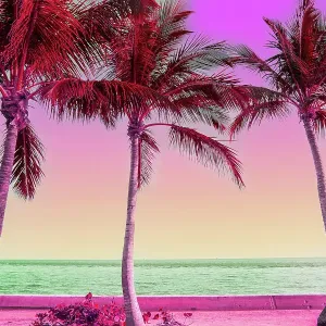 Dreamlike picture of colorful view of the palm trees in Miami Dreamlike picture of colorful view of the palm trees in Miami