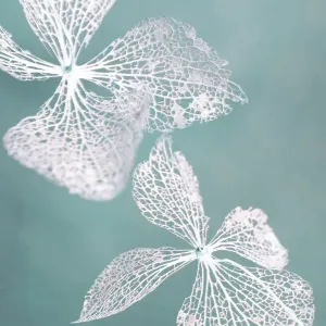 Dried flowers