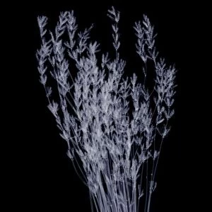 Dried lavender (Lavandula sp. ), X-ray