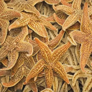 Dried starfish on a street market in Hong Kong, China