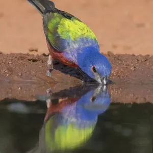 Drinking Painted Bunting Drinking Painted Bunting