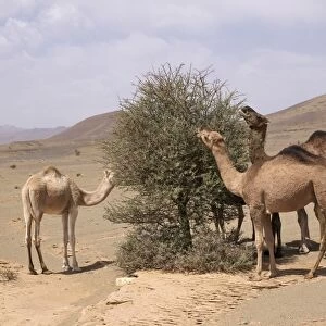 Three Dromedaries or Arabian Camels -Camelus dromedarius-, grazing in the rocky desert of the Draa Valley, near Agdz, Morocco, North Africa, Africa