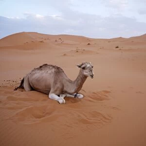 Dromedary or Arabian Camel -Camelus dromedarius-, resting in the sand dunes of the Erg Chebbi Desert, near Merzouga, Morocco, North Africa, Africa