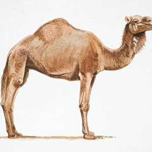 Dromedary, Camelus dromedarius, side view of camel