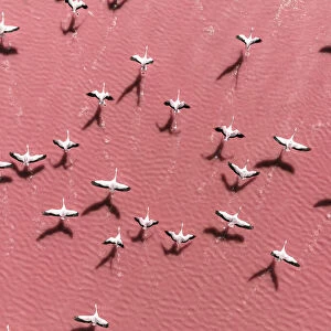 Drone image close to flamingos flying over Laguna Colorada, Bolivia