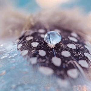 Drop of dew on a blue birds feather with spots on white background. Abstract artistic macro photo