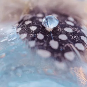 Drop of dew on a blue birds feather with spots on white background. Abstract artistic macro photo