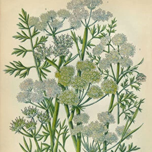 Dropwort, Parsley, Hemlock, Victorian Botanical Illustration