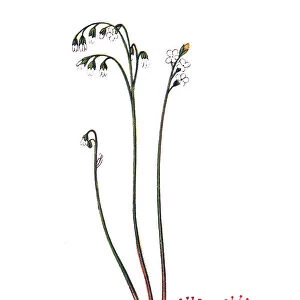 Drosera rotundifolia, the round-leaved sundew or common sundew