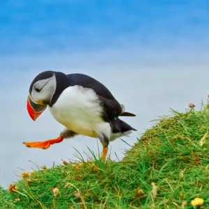 Drunk puffin in Latrabjarg cliffs, Iceland