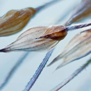 Dry grass seeds