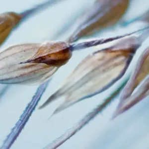 Dry grass seeds Dry grass seeds