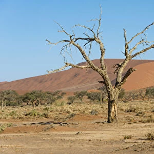 Dry tree in the dunes, Sossusvlei, Namib Naukluft Park, Namibia