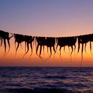 Drying Octopus Drying Octopus