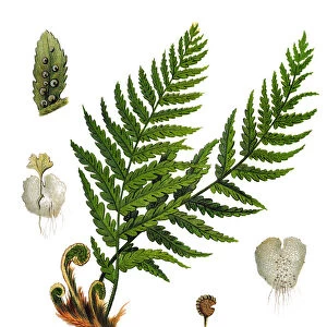 Dryopteris filix-mas, the male fern