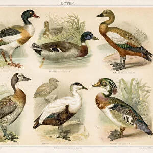 Ducks chromolithograph 1895