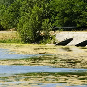 Duckweed floating on water, Bordeaux Lake, Bordeaux, Aquitaine, France