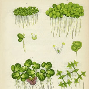 Duckweed, Lemnoideae, Bayroot, Victorian Botanical Illustration