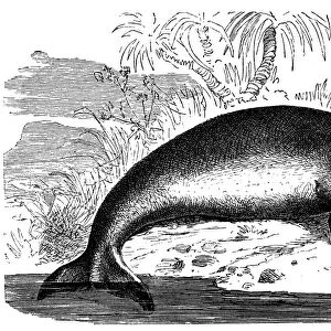Dugong (Dugong dugon)