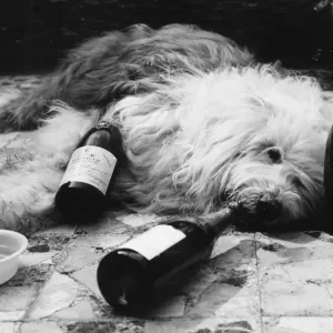 Dulux Dog Drunk