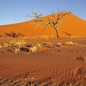 Dune 45 near Sossusvlei, Namib Desert, Namib Naukluft Park, Namibia, Africa