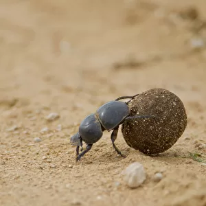 Dung beetle -Scarabaeidae- at Addo Elephant Park, South Africa