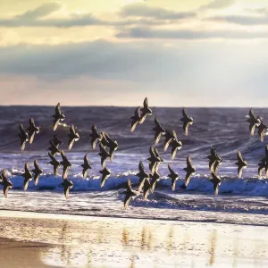Dunlin in Flight Print Against Blue Waves Dunlin in Flight Print Against Blue Waves