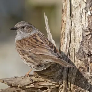 Dunnock Print, Prunella modularis, Untergroningen