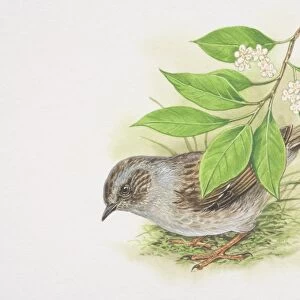 Dunnock (Prunella modularis), illustration of small brown and grey bird