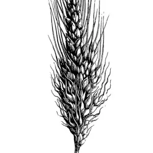 Durum Wheat (Triticum turgidum) Durum Wheat (Triticum turgidum)